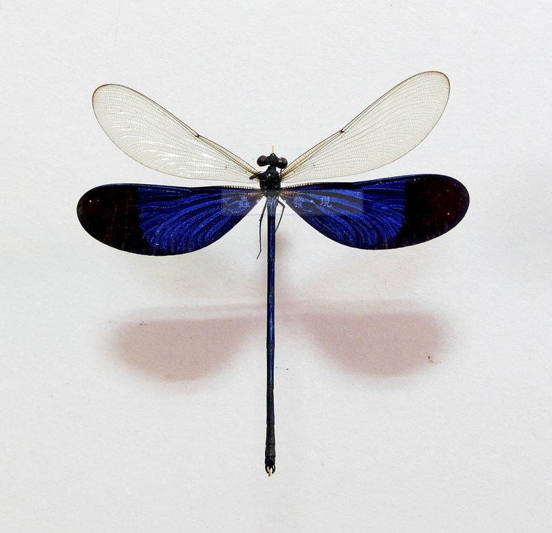 蟲新發現╭○-○╮蝴蝶標本A1 ~ Odonates sp豆娘 展翅8CM 產地：印尼