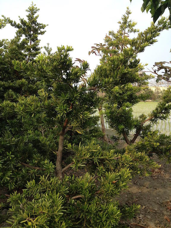 蘭嶼 羅漢松 有型適合庭園造景