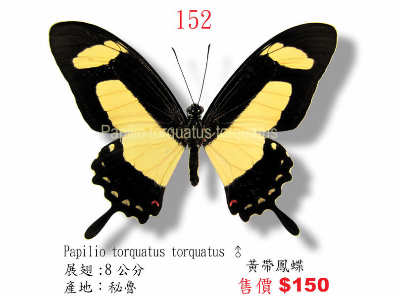 蟲新發現╭○-○╮昆蟲標本A1~黃帶鳳蝶 展翅8CM 產地：秘魯