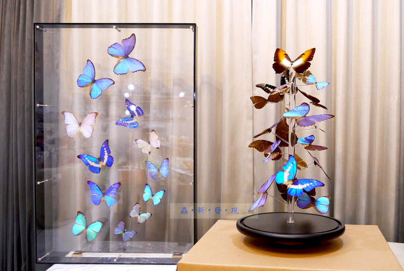 蟲新發現╭○-○╮蝴蝶標本A1 ~ 大型玻璃罩客製單(請來訊詢問)