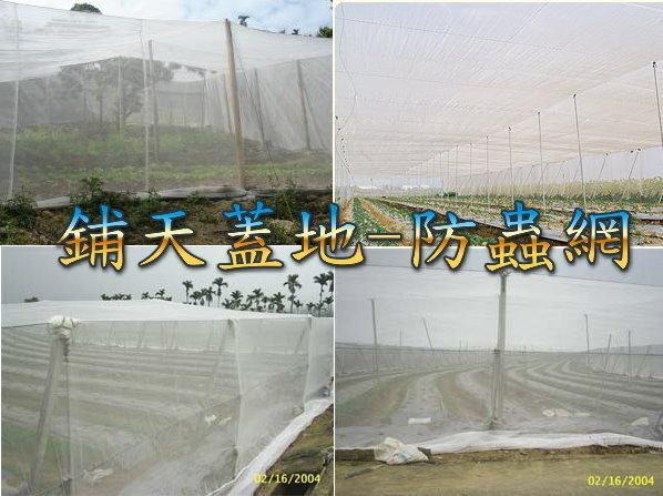 &~鋪天蓋地~& 白色16目 防蟲網 紗網  溫室用網 農業用 塑膠網