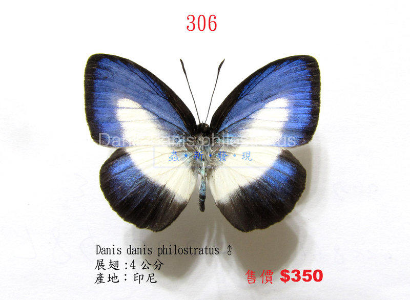 蟲新發現╭○-○╮蝴蝶標本A1~ Danis danis philostratus  展翅4CM  產地：印尼