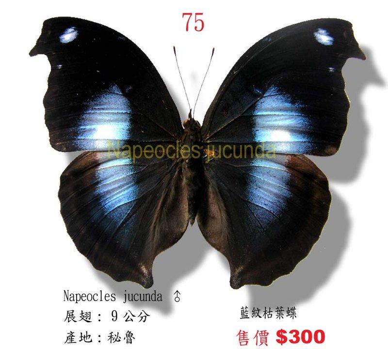 蟲新發現╭○-○╮蝴蝶標本A1~藍帶枯葉蝶 展翅8CM 產地：秘魯