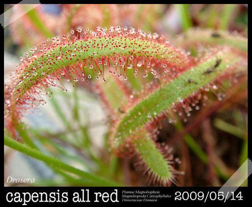 食蟲植物好望角毛氈苔Drosera capensis all red