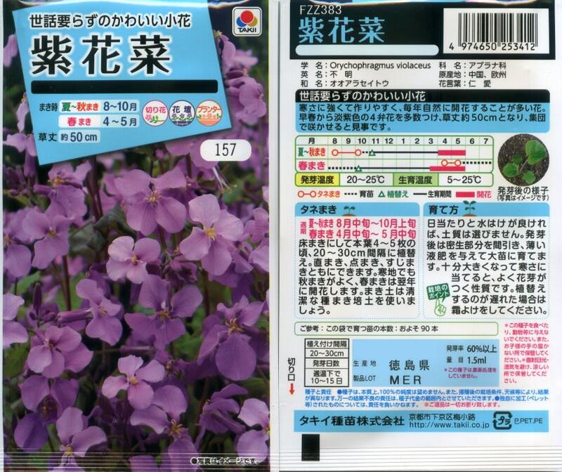 【花之鄉小舖】進口高級日本花卉種子--紫花菜