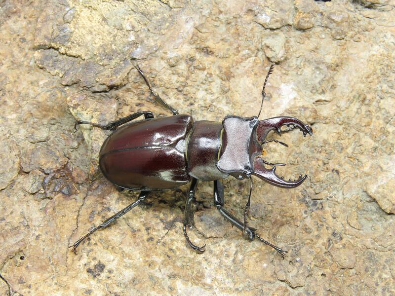 【蟲蟲底家】黑栗色深山鍬形蟲LKP 成蟲(♂ 47mm ♀ 成對)昆蟲飼育用品專賣 | 露天市集 | 全台最大的網路購物市集
