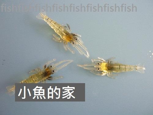 4cm路亞草蝦.仿生蝦擬真小蝦.夜光蝦.軟蝦.帶鉤仿真蝦小魚的家特價中