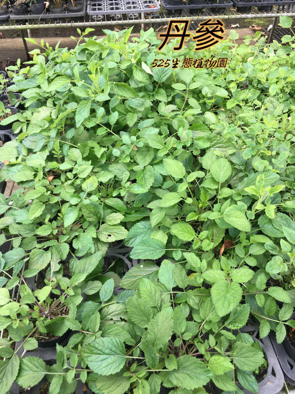 『525生態植物園』丹參（丹蔘）觀花，中藥或藥用植物 | 露天市集 | 全台最大的網路購物市集