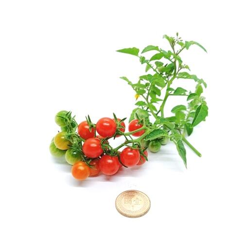 醋栗番茄種子~Currant Tomato，果實小巧可愛，非常多產