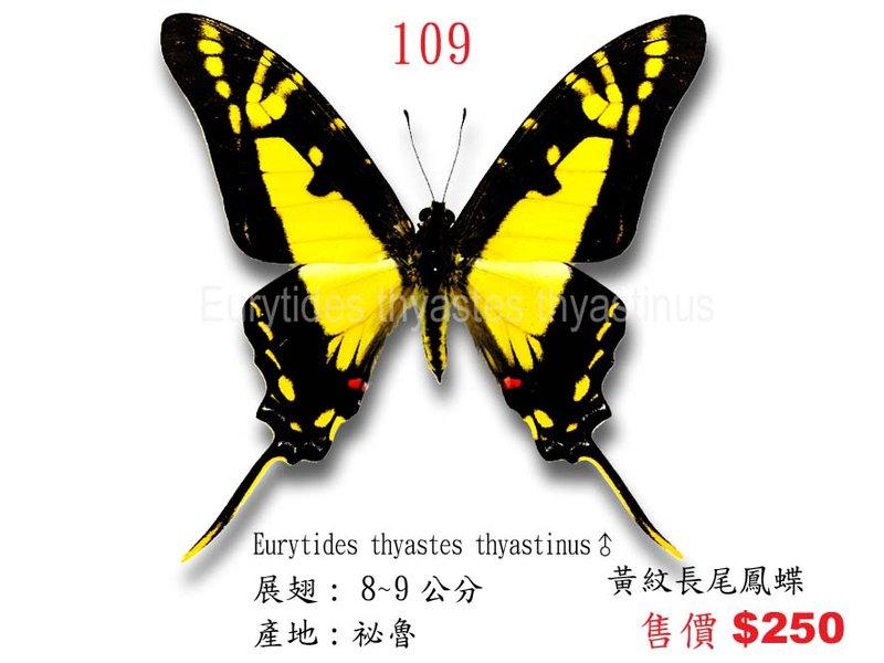 蟲新發現╭○-○╮蝴蝶標本A1~黃紋長尾鳳蝶 展翅：8~9CM 產地：秘魯