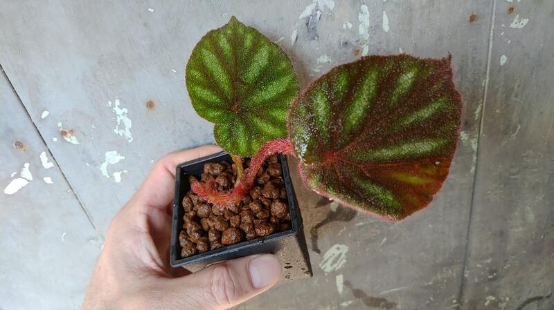 begonia versicolor