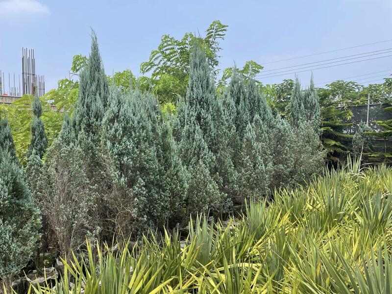 《榮恩園藝》銀柏，優質庭院樹，高度6尺，美植袋裝