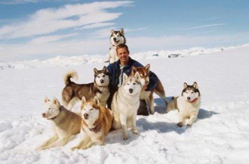 【妖精小舖】 ”極地長征” DVD 保羅沃克 南極探險 哈士奇 極地雪橇犬 華特迪士尼 WALT DISNEY出版