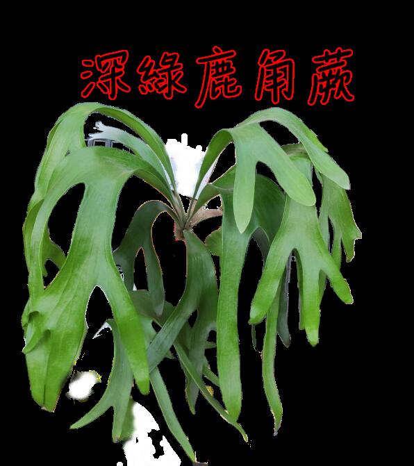 鹿角蕨 Platycerium Hillii 昆士蘭鹿角蕨(深綠)  18原生種之一