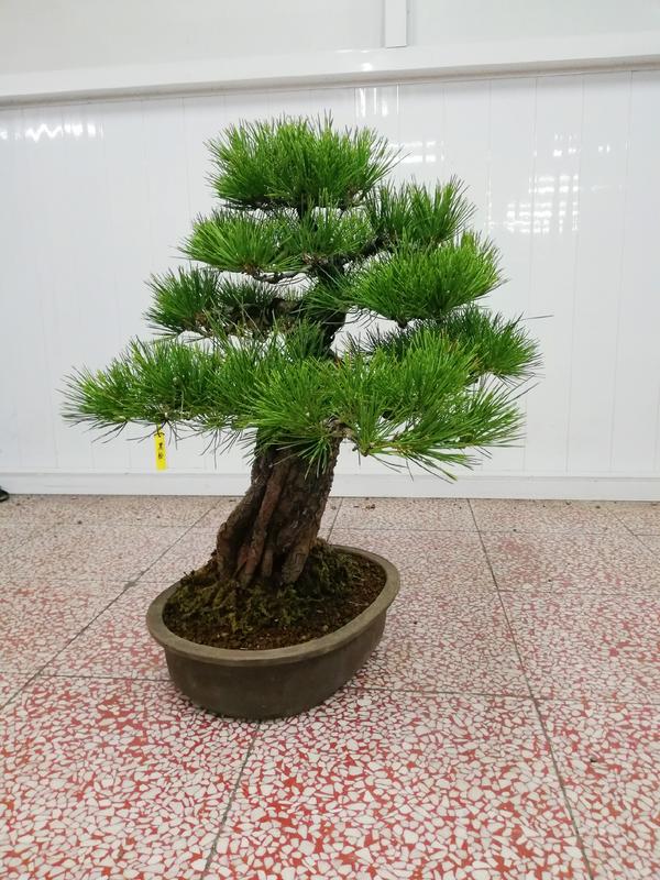 （已售出）日本黑松（現貨如圖）~樹高含盆高度70寬幅70頭緒12cm