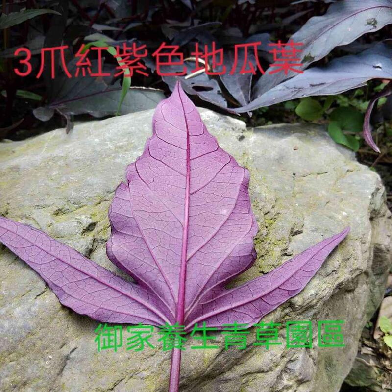3爪紅紫色地瓜葉〈缺貨，雨季泡水GG了，尚待復育目前缺貨〉