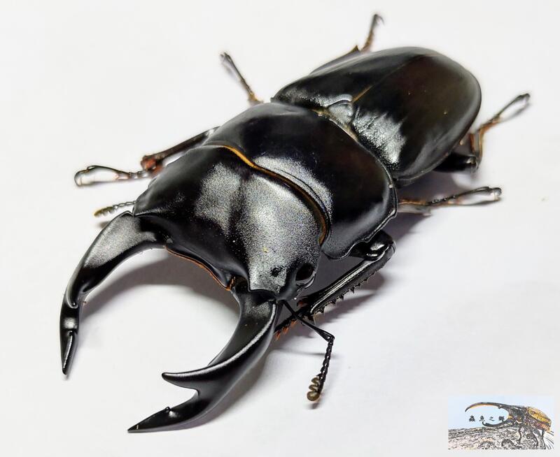 《Beetle.betta》中國大鍬形蟲 成蟲 (北峰產) | 露天市集 | 全台最大的網路購物市集