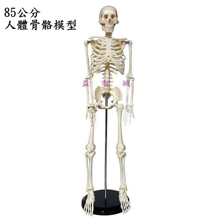 益智城《教學人體模型/人骨模型/人體骨架/人體骨頭模型/人骨頭模型/教學模型/骨架模型/教具》人體骨骼模型~85公分
