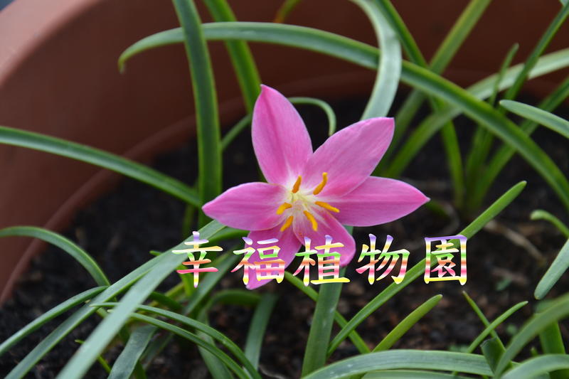 [幸福植物園]風雨蘭 粉紅美人(Zephyranthes Pink Beauty)