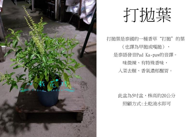 心栽花坊-打拋葉/5吋盆/香料香草藥用食用植物/售價150特價120