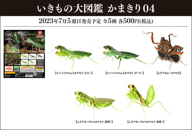 いきもの大図鑑かまきり04 ムネアカハラビロカマキリ幼体 4周年記念