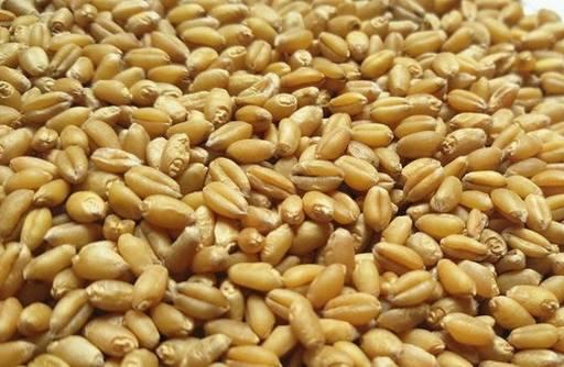 黃金小麥草種子 1公斤(1000公克)美國進口營養價值高 含豐富維生素 高發芽率 無藥劑處理 寵物可食用~亦稱貓草種子
