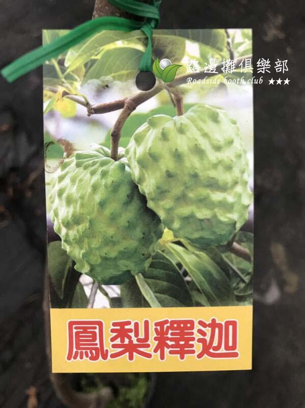 🙏勿直接下標鳳梨釋迦蜜釋迦釋迦苗釋迦樹苗佛頭果大果釋迦大果