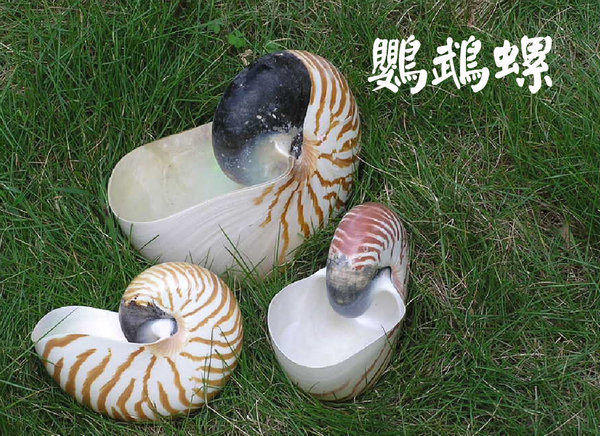 【唐先生拍賣網】鸚鵡螺 ~綜合貝殼批發貝類 ~另有鵝卵石 黑膽石 麥飯石石頭石材批發