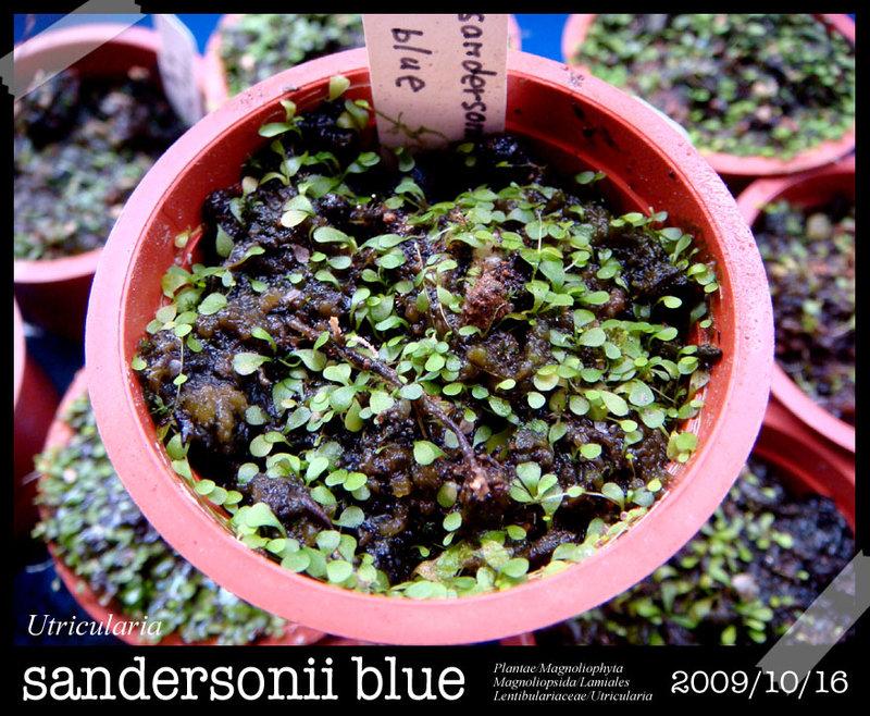 食蟲植物小藍兔狸藻 U. sandersonii blue