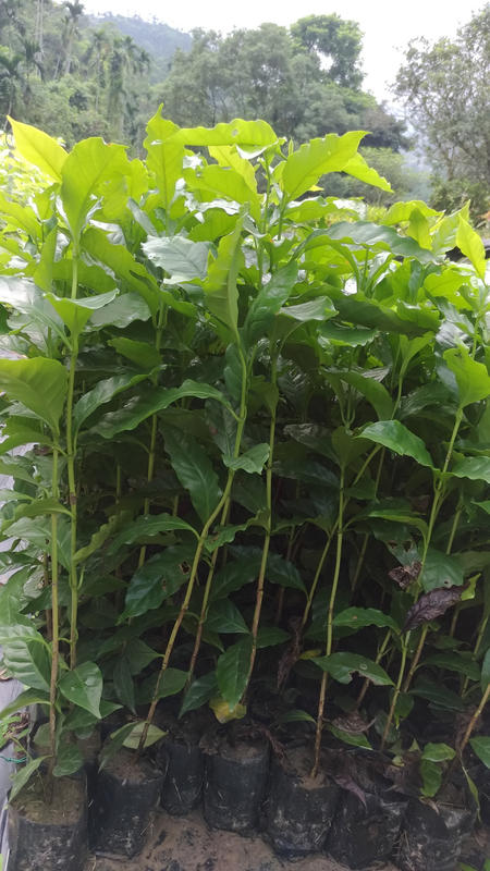 哇沙米園藝#阿拉比卡咖啡苗(10棵=$300)高30公分，2024.1月起缺貨中。一箱可裝35棵。