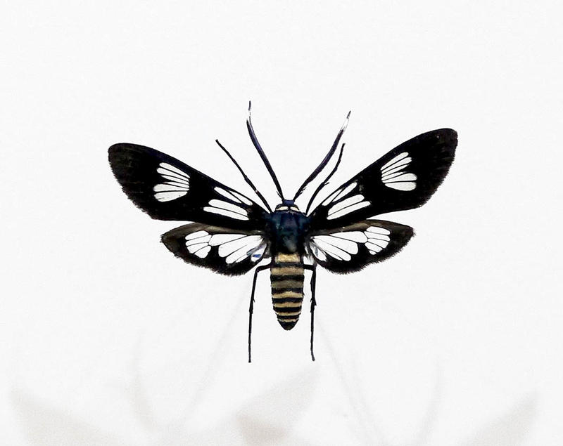 蟲新發現╭○-○╮蝴蝶標本A1 ~ 黃腹透窗斑蛾 展翅4CM 產地：台灣