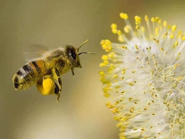 蜜蜂花粉 白茶花粉 550g夾鏈袋~友善環境小農