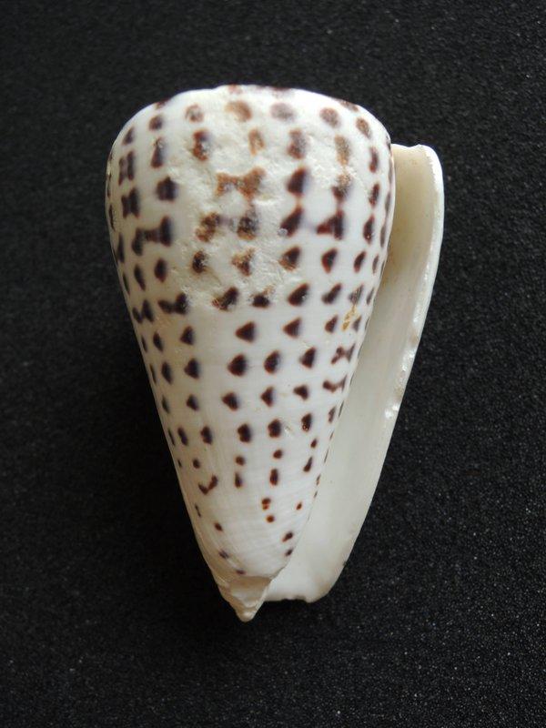 【Steven貝殼小屋】Conus leopardus 密碼芋螺 【台灣貝類.少見可愛小尺寸.69 MM】台灣海峽 產 