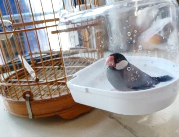 【皮蛋媽的私房貨】BID0015外掛澡盆 洗澡沐浴用品鳥浴室鳥用品 鳥洗澡盆文鳥虎皮鸚鵡
