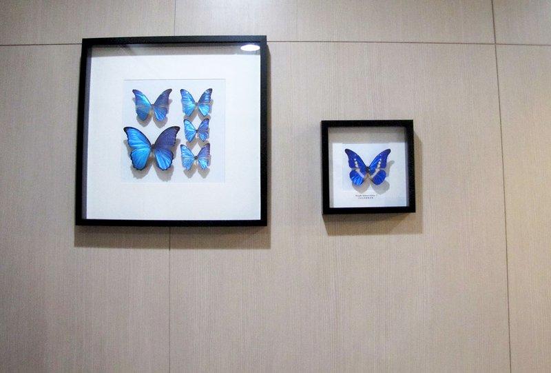 蟲新發現╭○-○╮蝴蝶標本A1 ~ 方型木製標本框25×25×4.5cm(不含內容物)壁掛式 黑、白兩款色