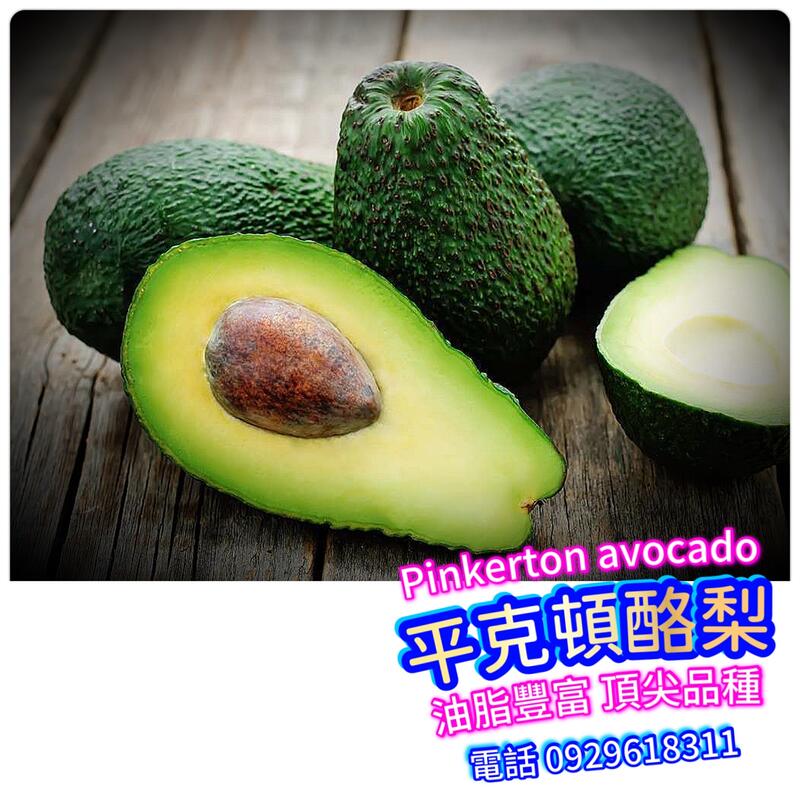 澳洲平克頓酪梨pinkerton avocado【嫁接苗】本賣場滿5棵免運