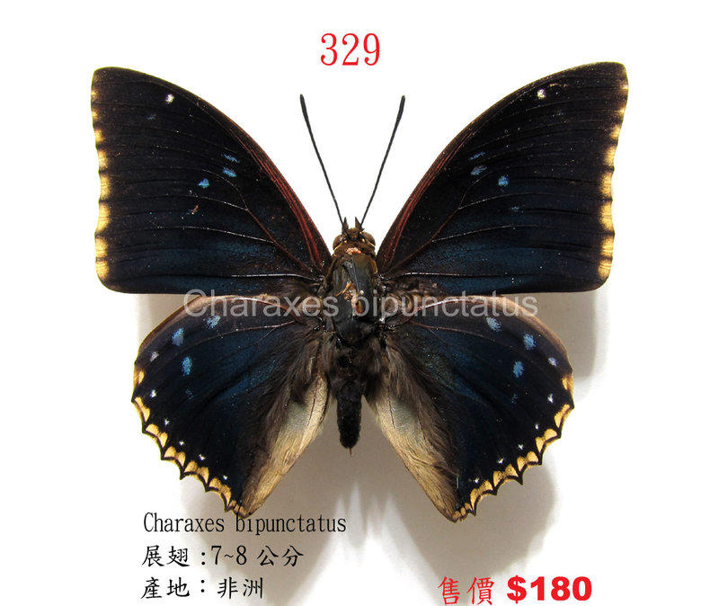 蟲新發現╭○-○╮蝴蝶標本A1~ Charaxes bipunctatus  展翅7~8CM  產地：非洲