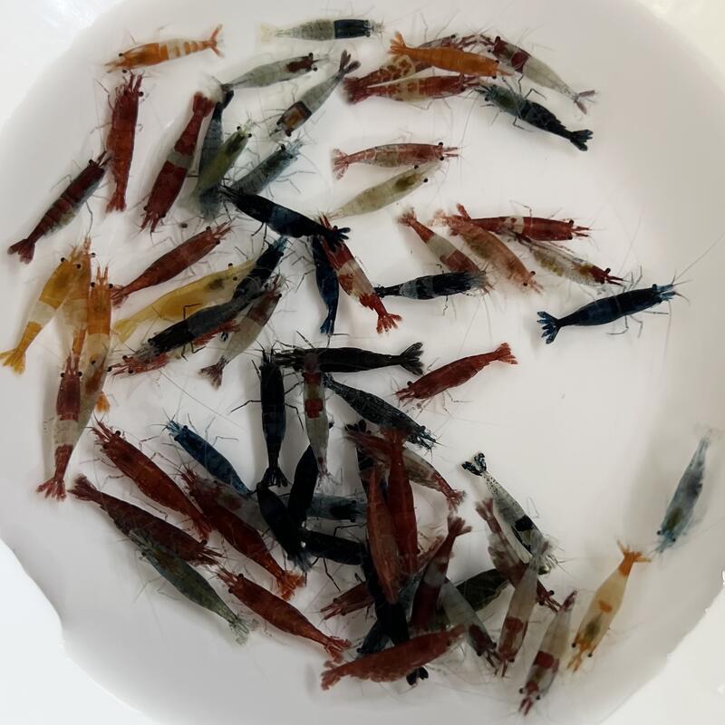 【汛潽觀賞蝦繁殖場】🦐淘汰抱蛋米蝦🦐 不含黑殼蝦