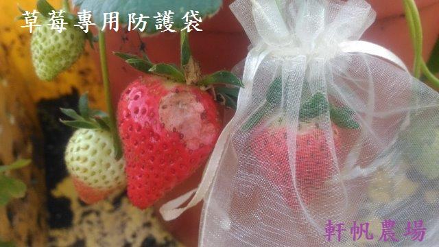 草莓苗  草莓專用防護袋(50只)  軒帆農場