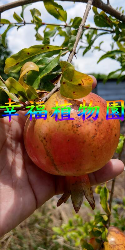 [幸福植物園]大紅袍甜石榴苗(30公分以上)