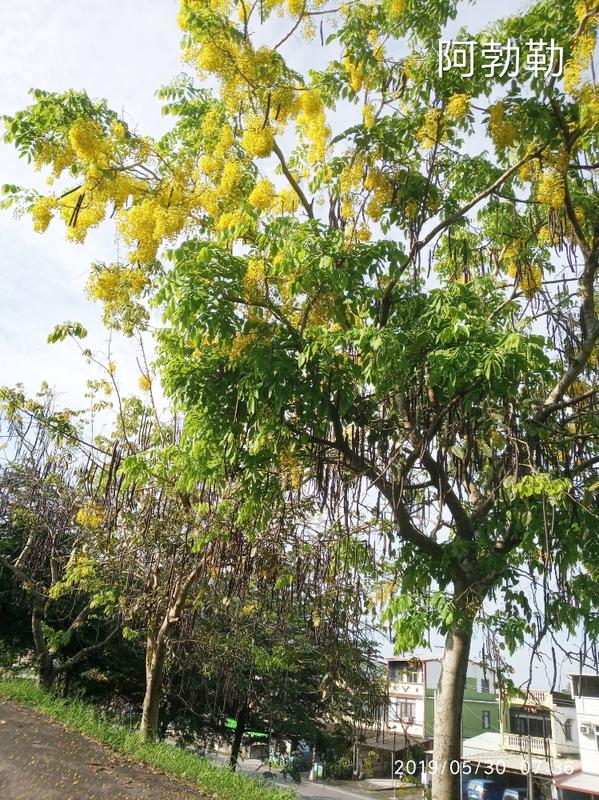 苗木*黃花阿勃勒(3棵高15cm以上)春天開花滿樹