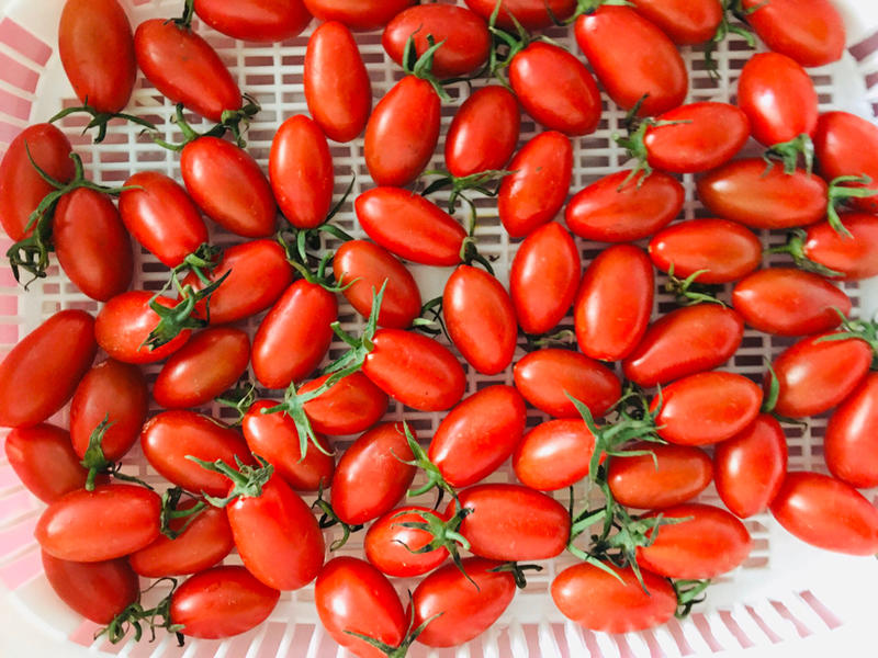 玉女番茄種子：家坤種子專賣店