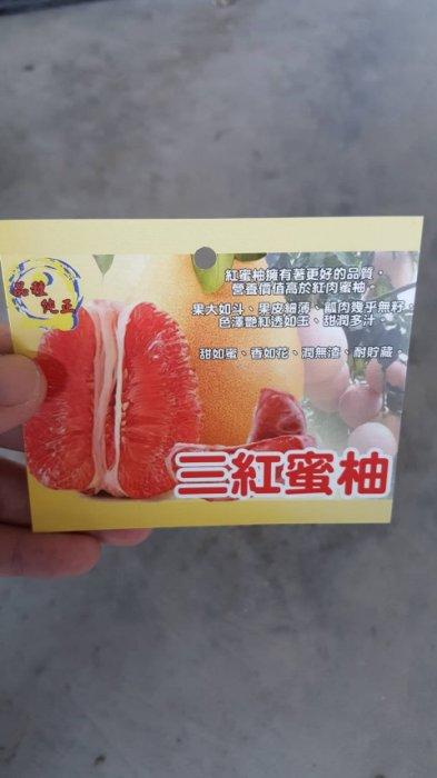╭＊田尾玫瑰園＊╯新品種水果苗-(三紅蜜柚)高1尺600元