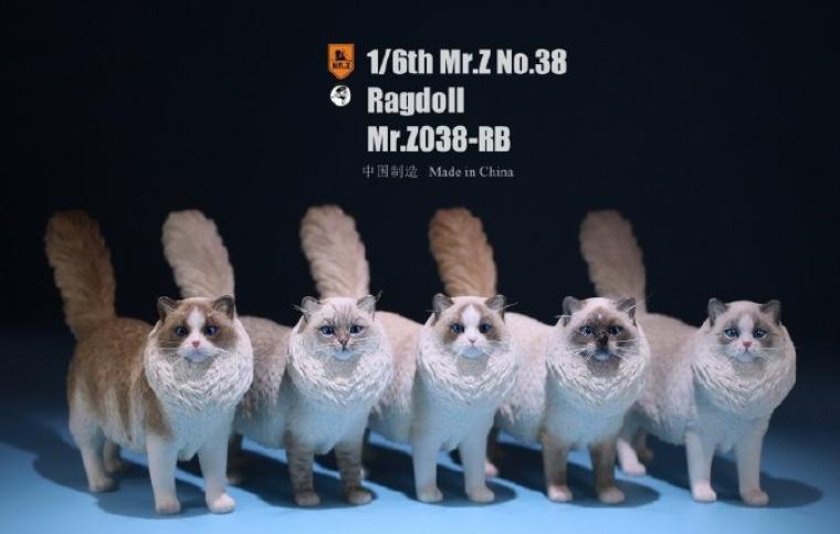 【那間模型】MR.Z 朱先生 1:6 布偶貓 貓咪 貓 家貓 模型 公仔 玩具 收藏 生日禮物