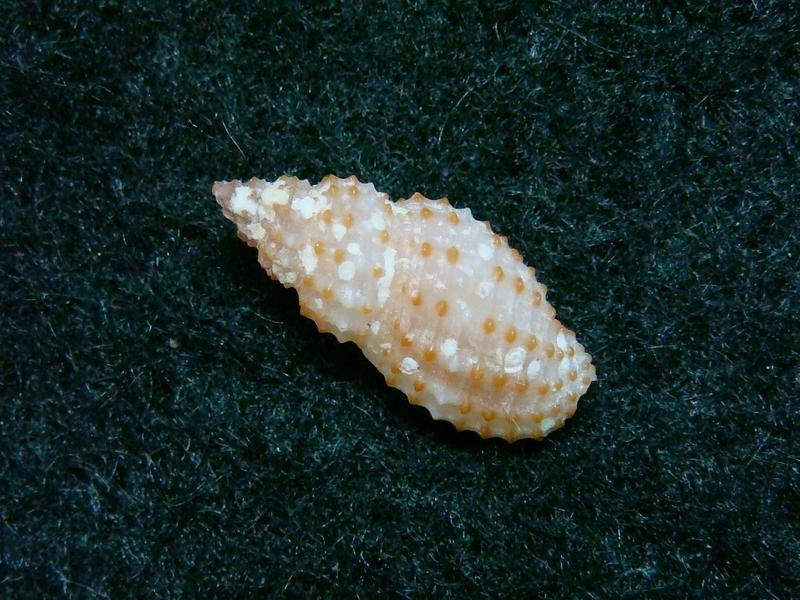 JLshell - 白虛線捲管螺 Philbertia granicosta