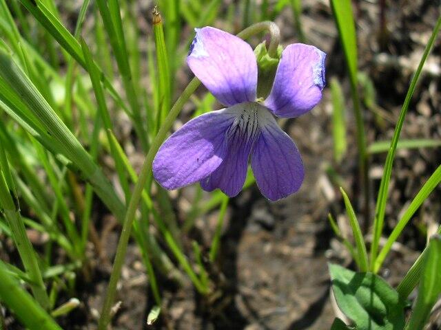 稀有原生種-草原三色菫(Prairie Violet ,Viola pedatifida)種子10顆