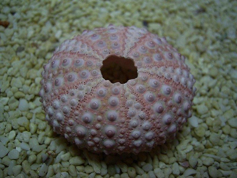 (貝石之戀)．貝殼區．紅瘤海膽