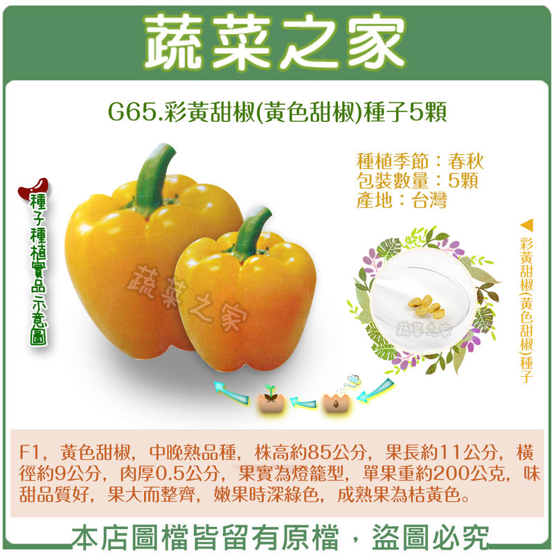 【蔬菜之家滿額免運】G65.彩黃甜椒(黃色甜椒)種子5顆(F1，黃色甜椒，中晚熟品種，肉厚0.5公分，果實為燈籠型)