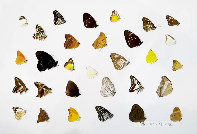 蟲新發現╭○-○╮蝴蝶標本~東南亞產 - 未展翅乾貨 30隻一組  產地：東南亞（外觀無損，無法保証有隱性損傷或少處掉粉