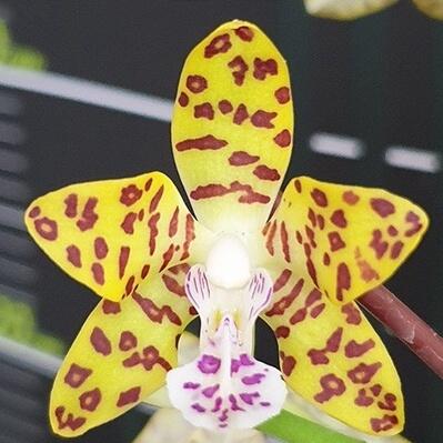 【 名護蘭 】希少品‼️赤花名護蘭縞　 229 名護蘭 】希少品‼️赤花名護蘭縞 229